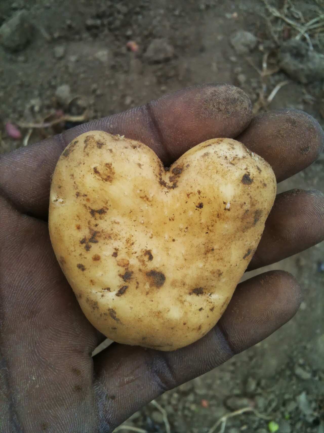 Hand Holding Heart Shape Potato