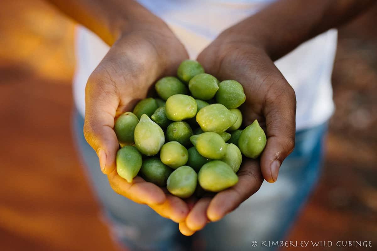 Wild gubinge aka kakadu plum harvested by Kimberley Wild Gubinge