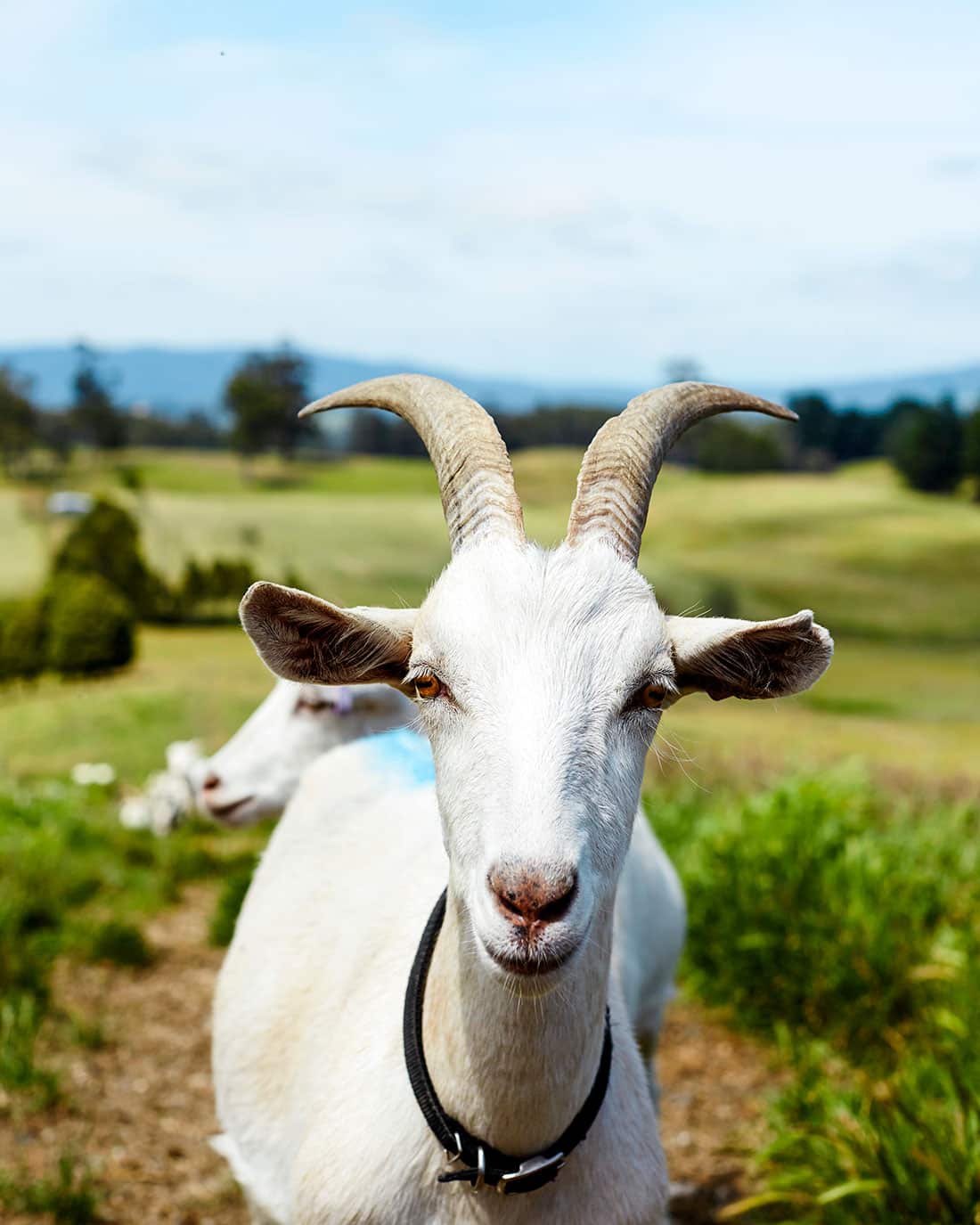 Homegrown - Launceston