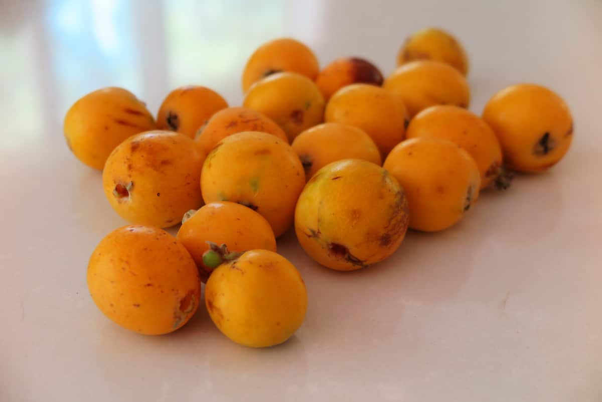 Loquats were a surprise discovery for Linda Moon.