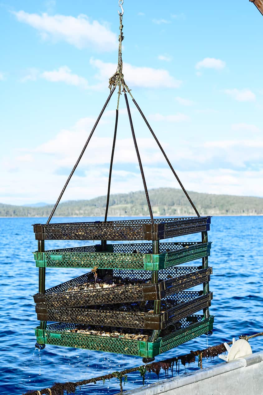 Pacific oysters
