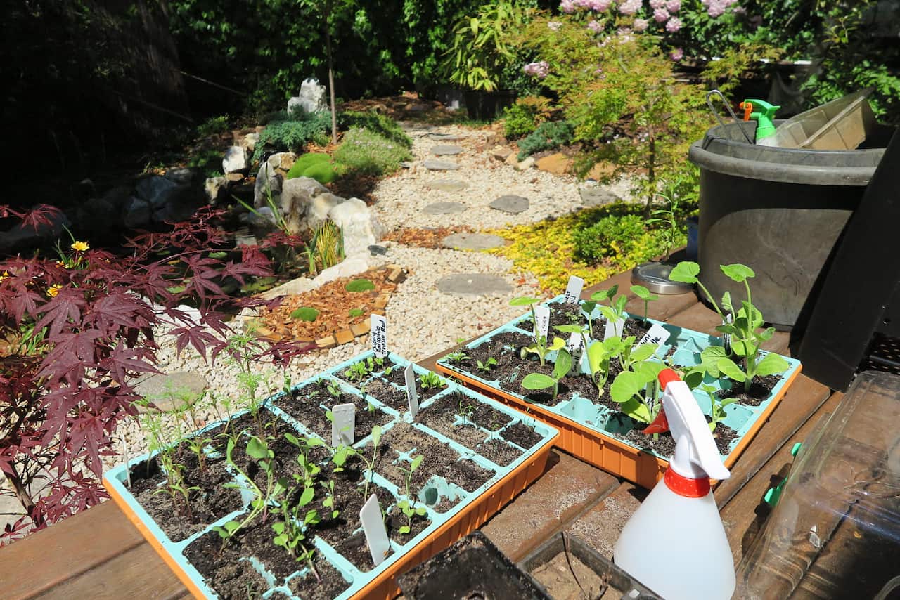 You don’t have to have a big garden to food swap. You can raise seedlings in trays to swap for food.