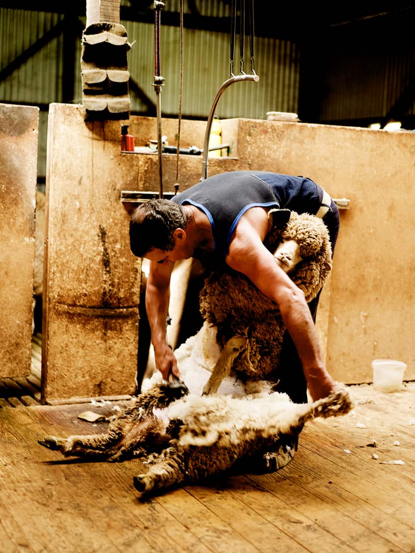 Celebrate Shearing season SBS Food