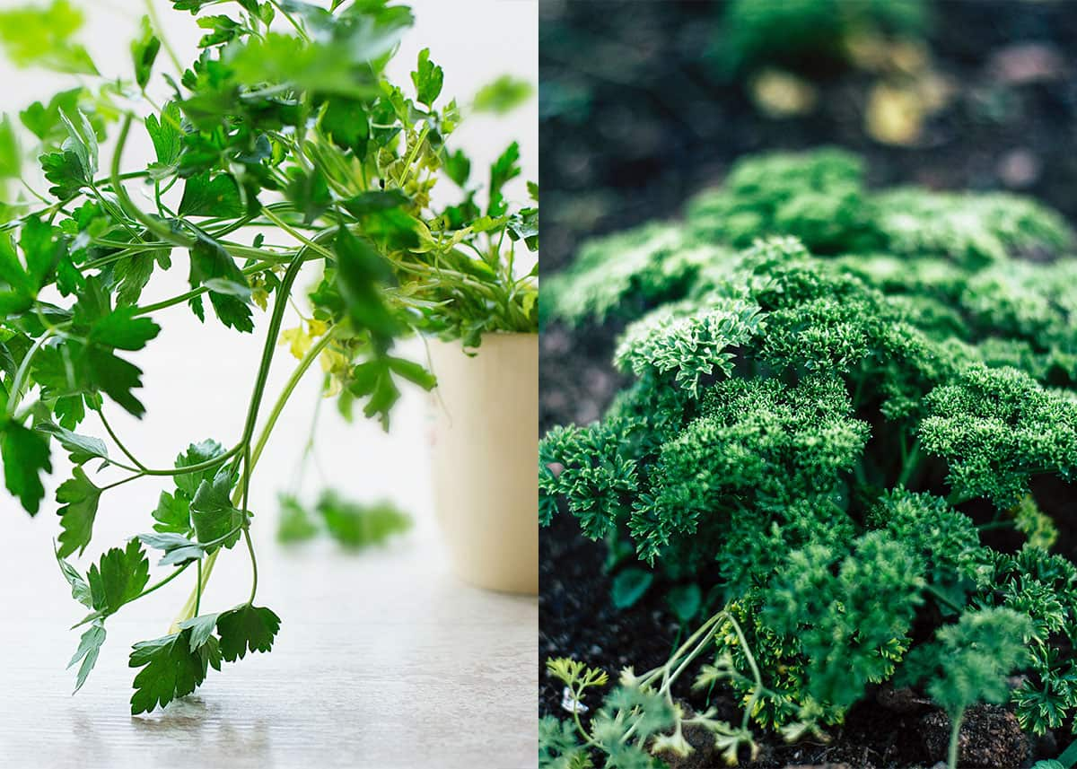 Two types of parsley