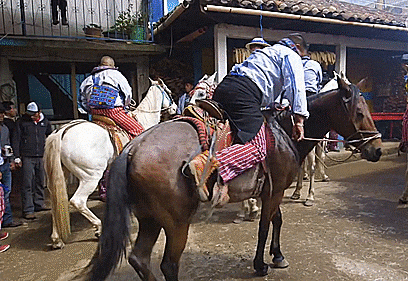 Circling horse
