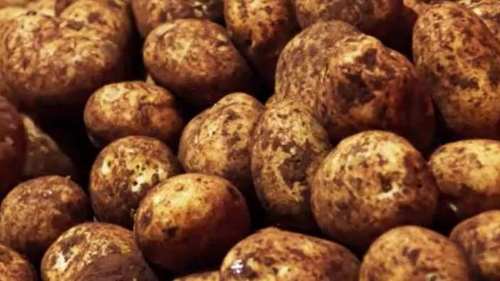 Potatoes