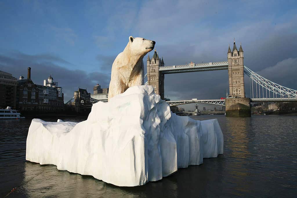 Thames polar bear