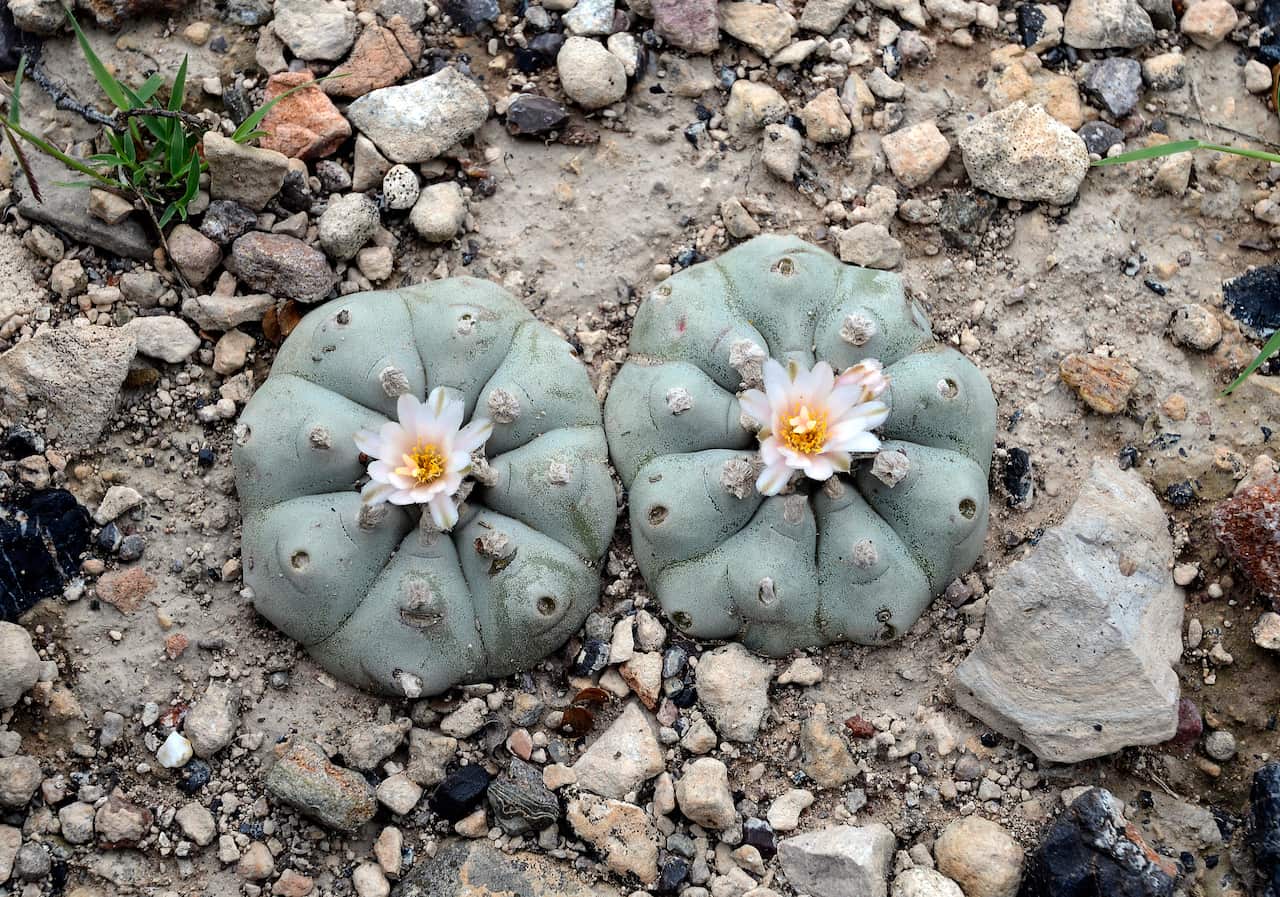 Peyote