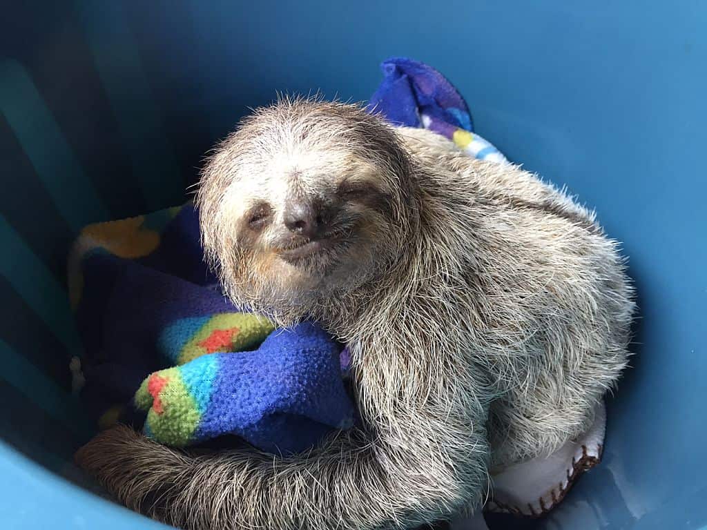 Sloth