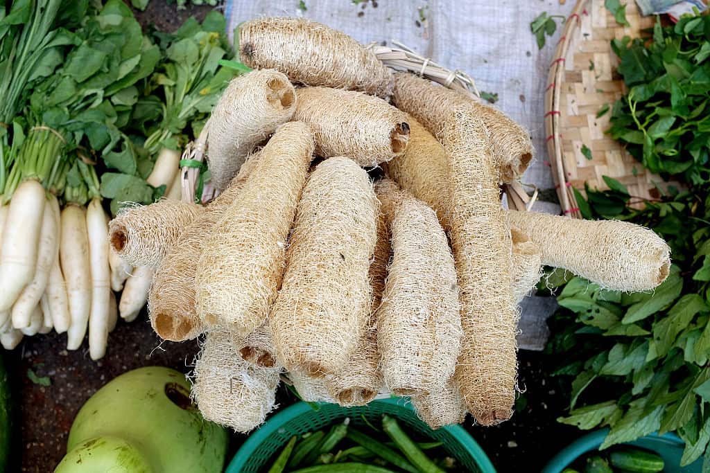 Luffa
