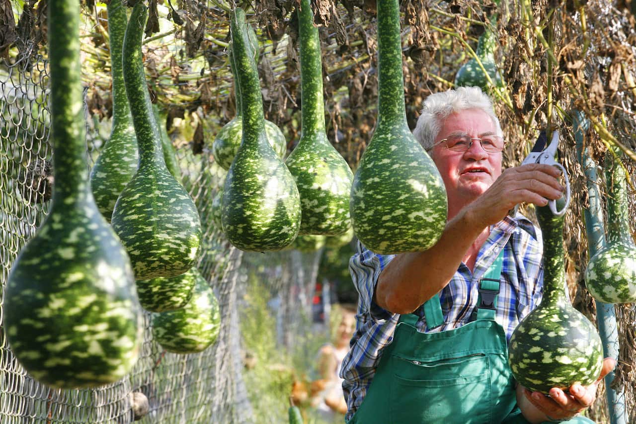 Bottle Gourd