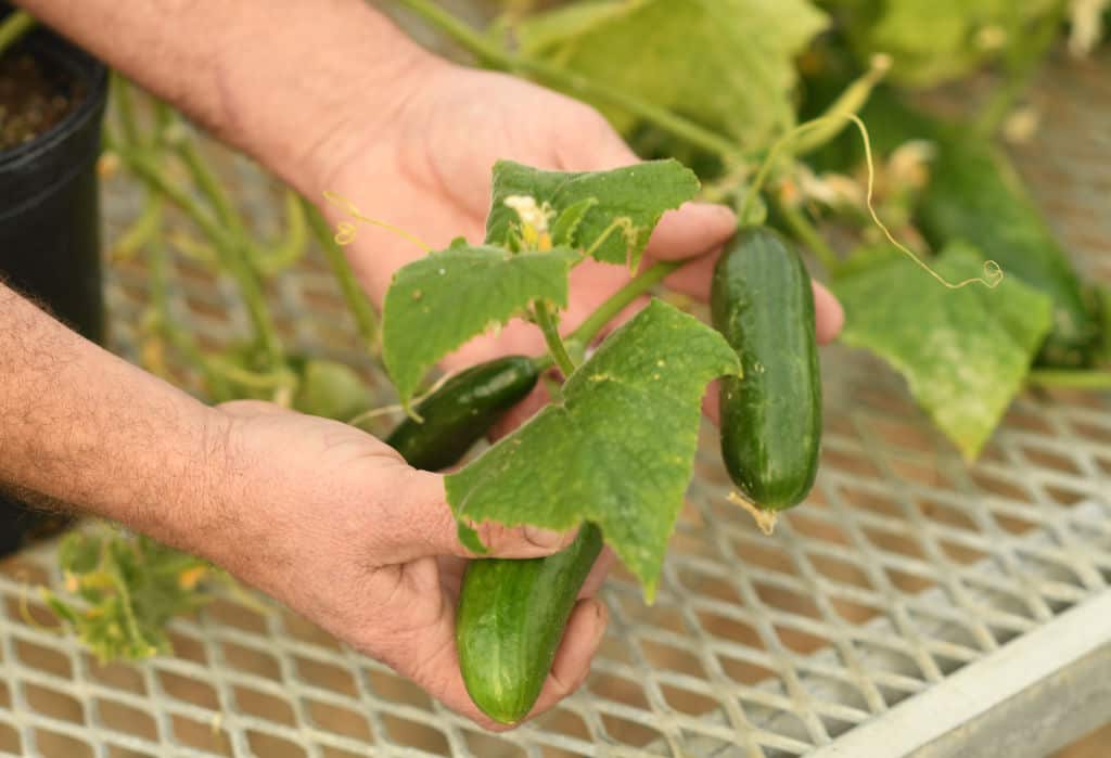 Cucumber