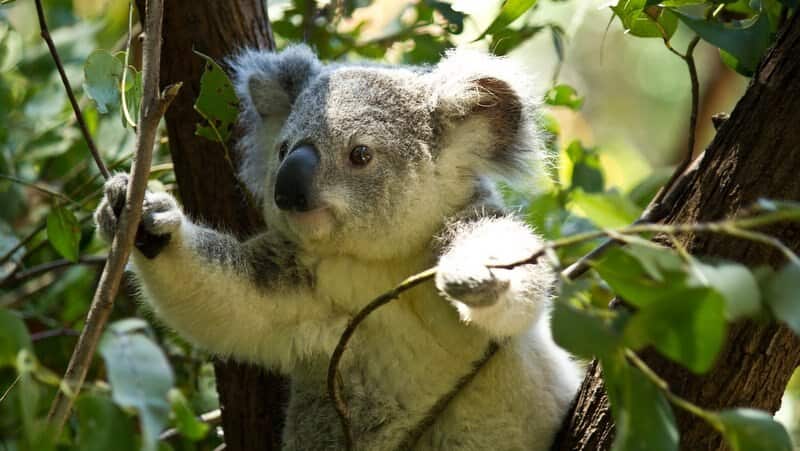 Koala