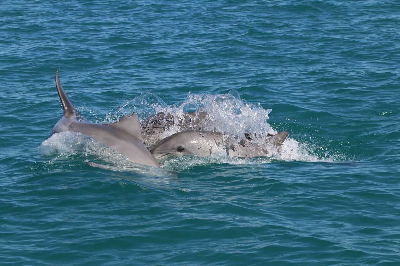 WA Dolphin shark bay research WA