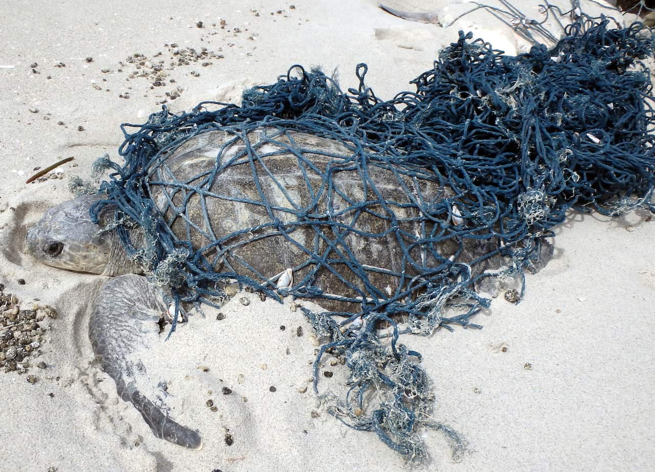Sea turtles can become tangled in fishing nets.