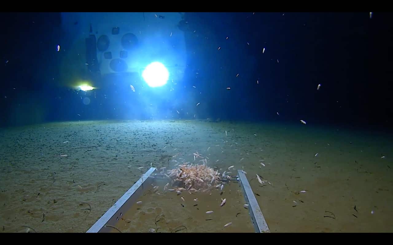 Vescovo and his team believe they have discovered four new species of prawn-like crustaceans called amphipods.