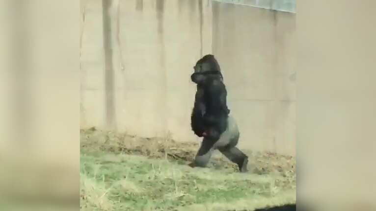 Louis the male gorilla is 18-years old, 500 pounds and six-foot tall.