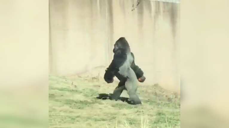 Louis the gorilla walks upright like a human to keep his hands and food clean.