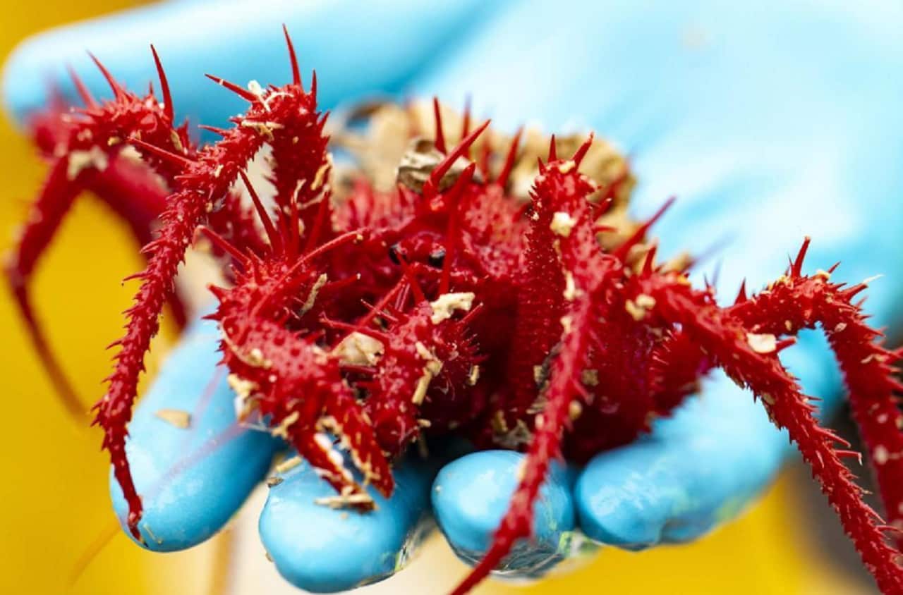 A rock crab discovered on the mission.