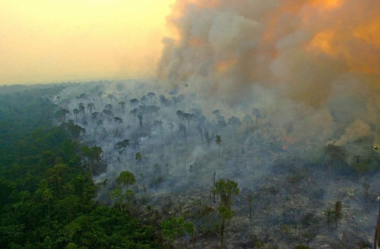 Amazon rainforest