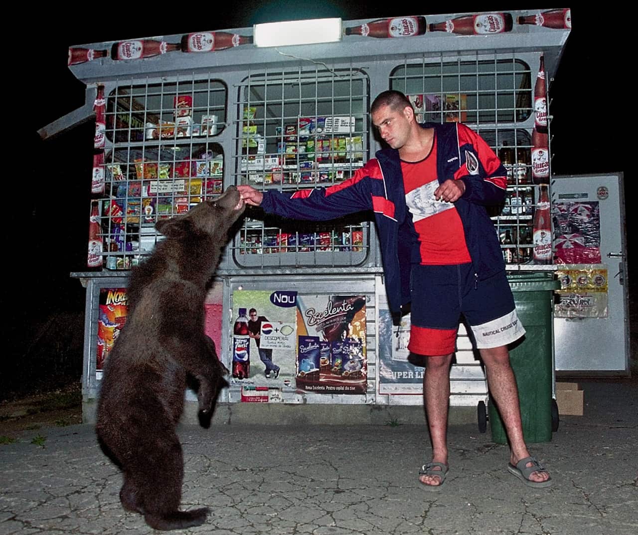 Bears come daily to search for food remains in the garbage containers around the apartment blocks on the edge of Brasov.