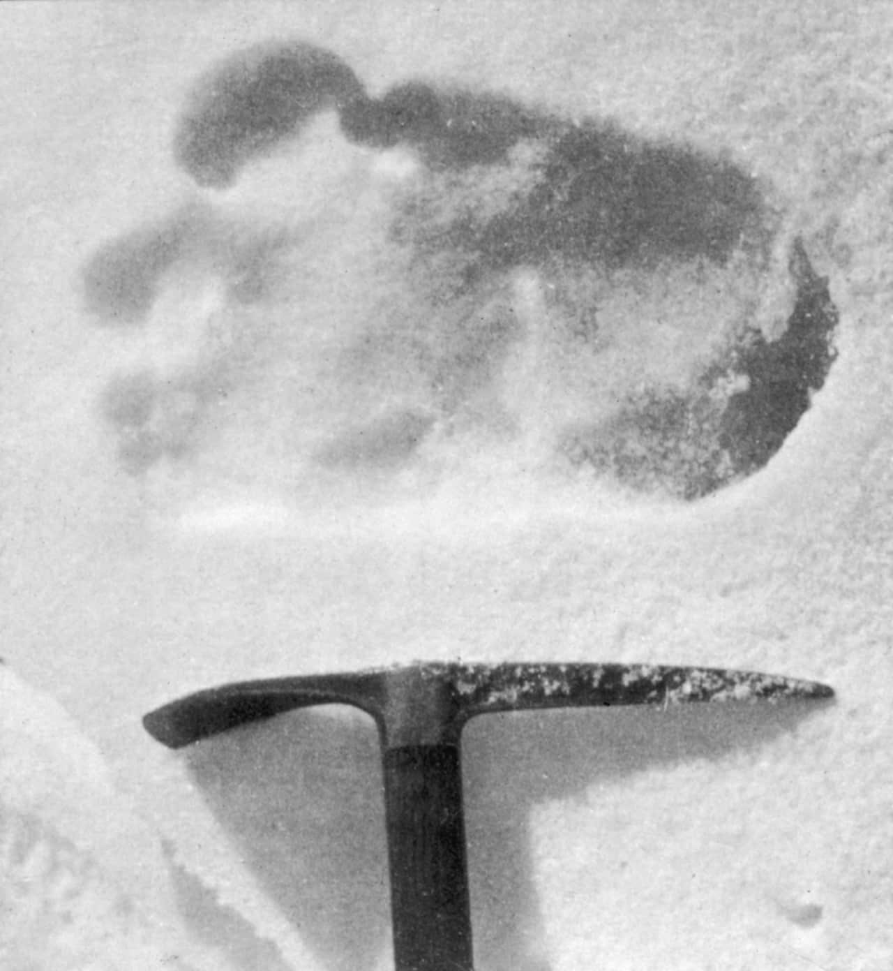 An unidentified footprint taken in 1951 believed to belong to the Yeti.