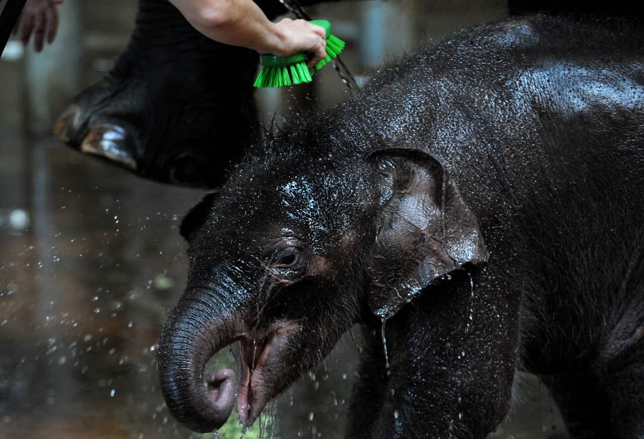 Tukta receives a clean at Taronga Zoo in 2010.