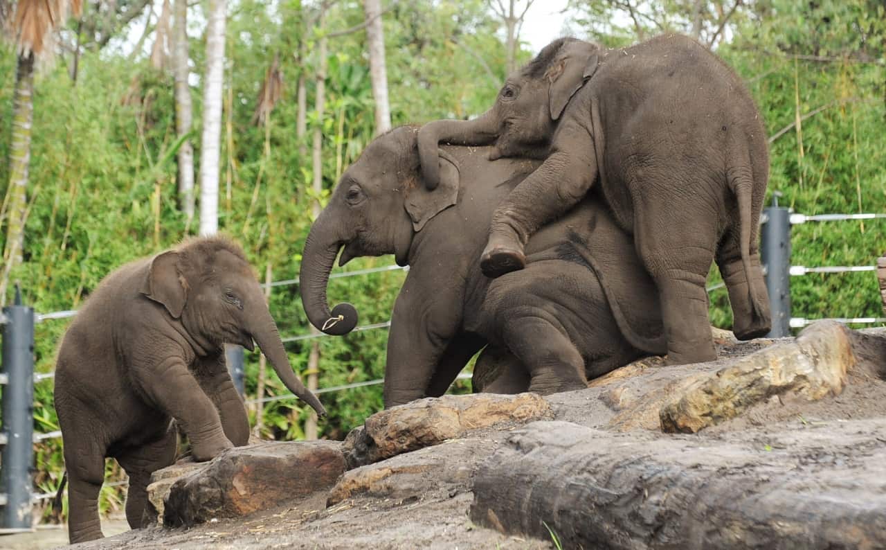 Tukta (left) plays with other elephants at Taronga Zoo.