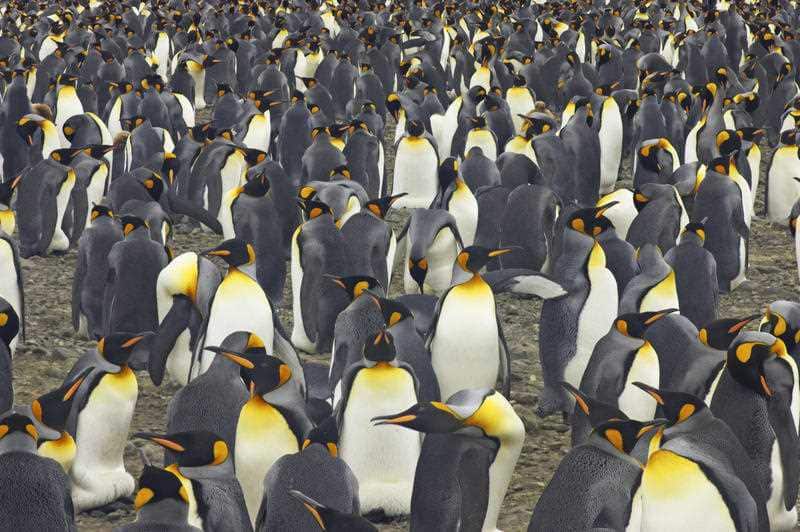 King Penguin - huge breeding colony.