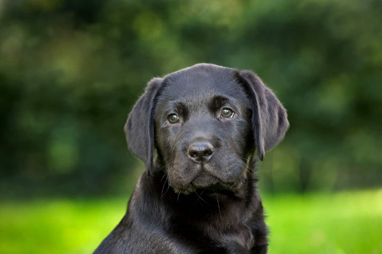 what does it mean when you see a black dog