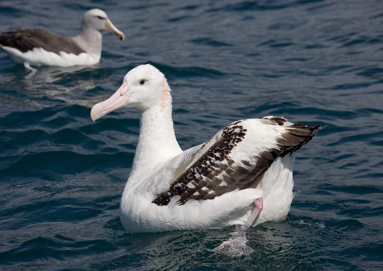 Sightings of almost half Australia's most abundant seabirds, including the wandering albatross, have fallen.