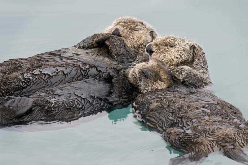Otters are naturally social mammals.