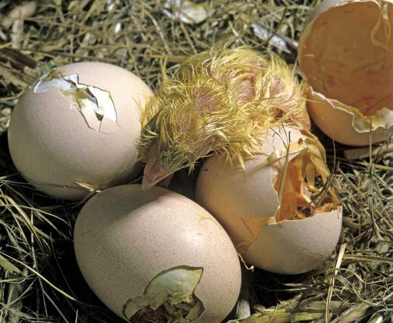 Chicken chick - hatching from egg