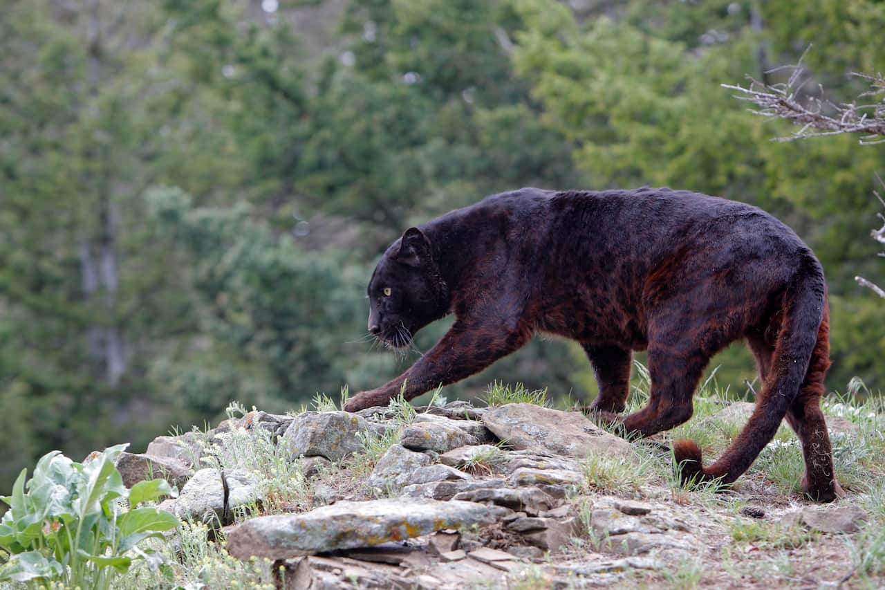 Black Leopard