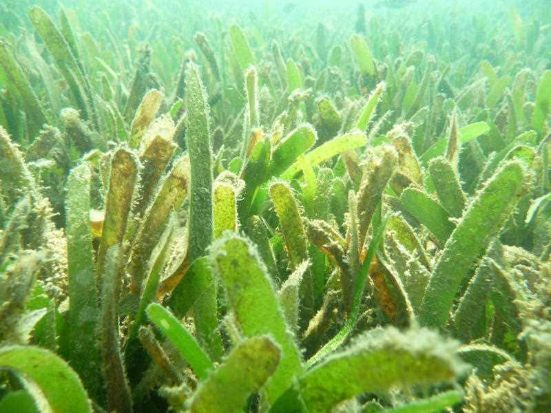 Seagrass in Queensland's Gladstone Harbour 