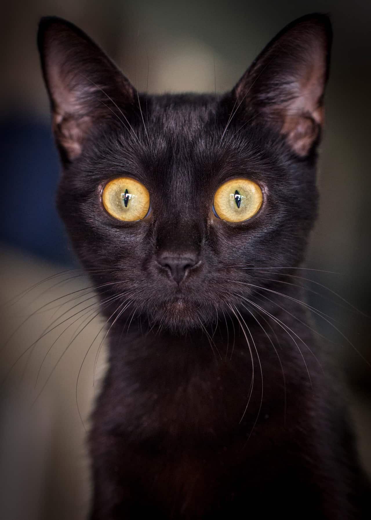 Black cats are half as likely to be adopted as other felines because they are associated with bad luck. (AAP)
