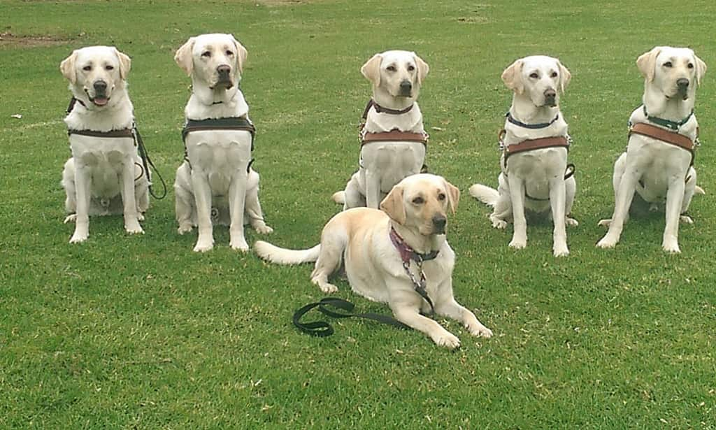 Overjoyed mum Olwyn watched on as her top five; Rosie, Richie, Riley, Robbie and Ruby all graduated with flying colours as fully fledged Guide Dogs at the organisation's base in Glossodia in western Sydney on Friday, June 20, 2014. (AAP)