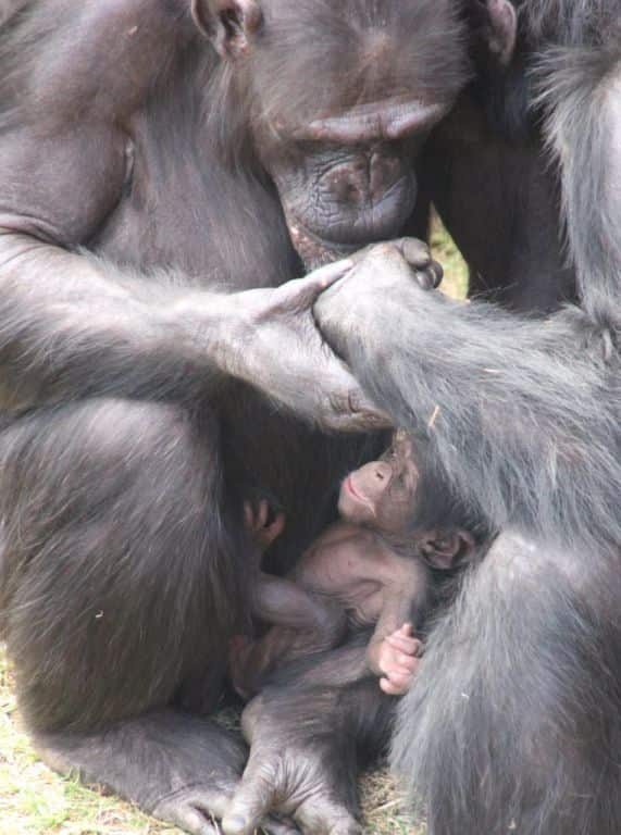 Baby chimpanzee welcomed at Taronga Zoo