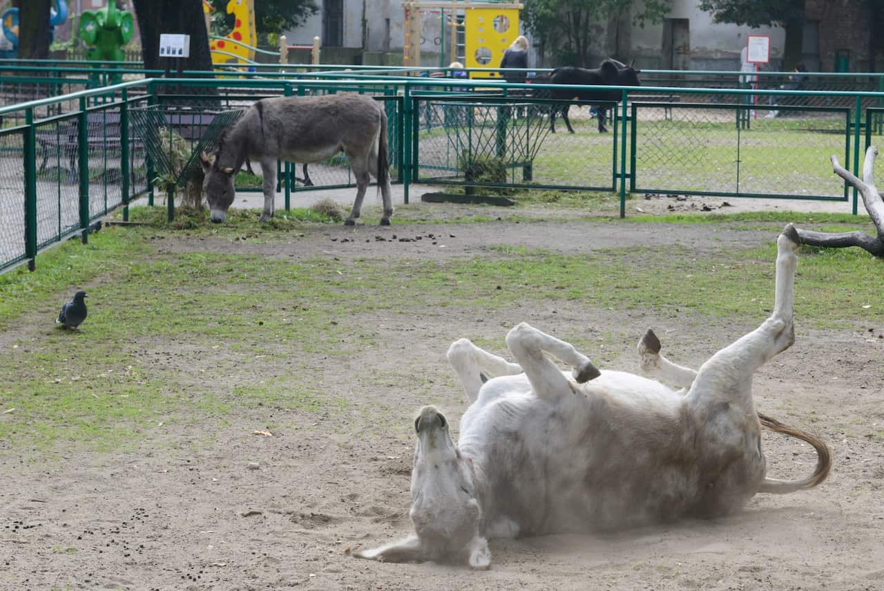 Donkeys Napoleon and Antonina reunited in their enclosure at Poznan Zoo, Poland. 