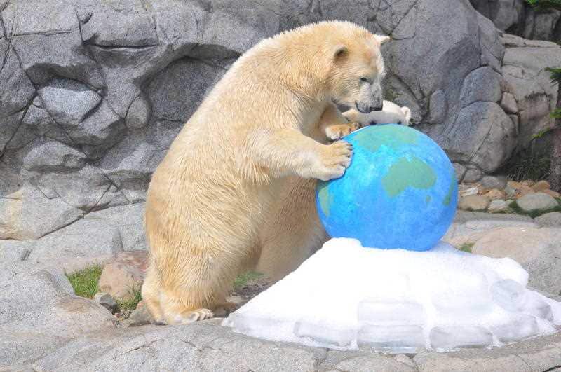 Sea World polar bear, Henry.