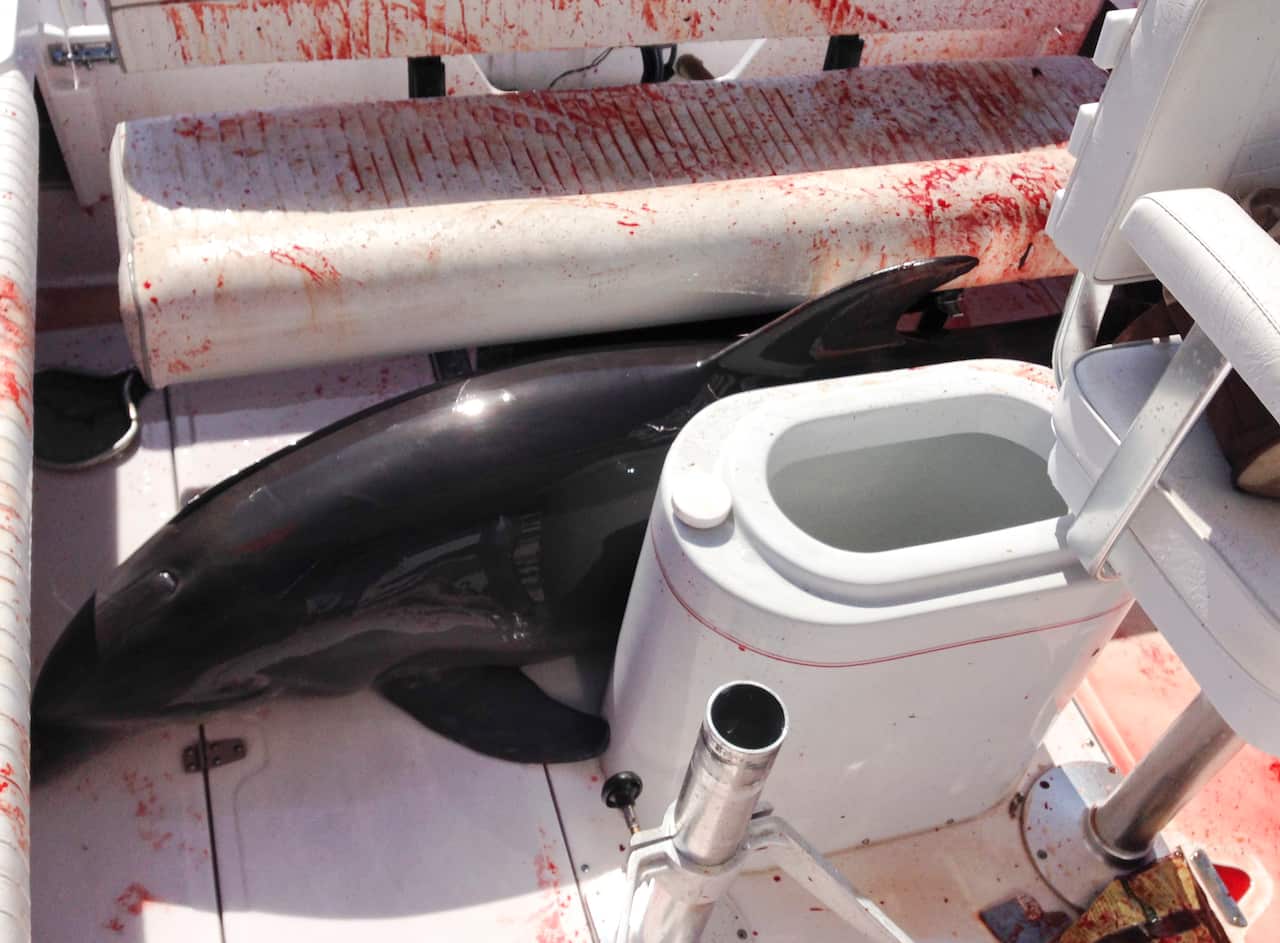 A dolphin leaped onto Dirk Frickman's boat and broke his wife Chrissie's ankles, June 21 2015 (Dirk Frickman via AP)
