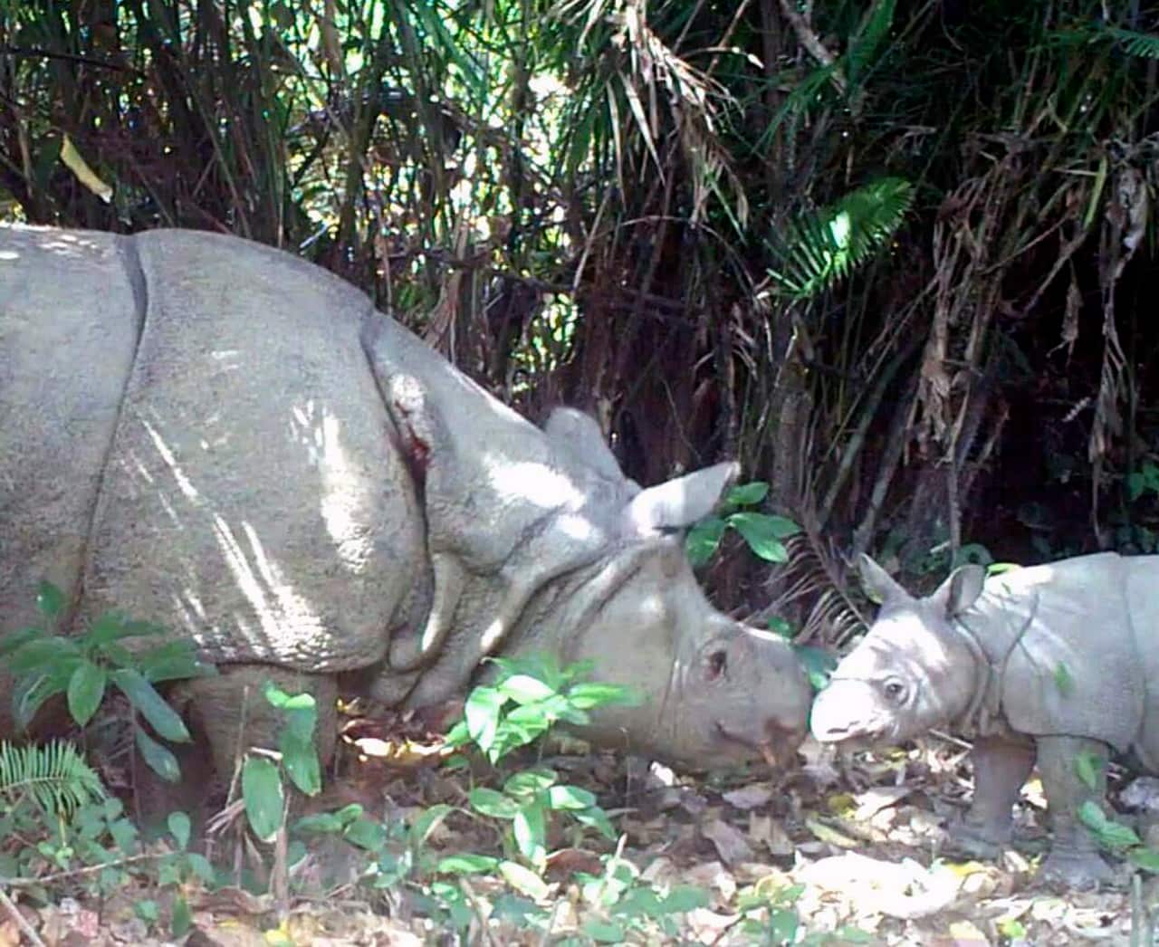 A Javan Rhino and its calf in Ujung Kulon national park.
