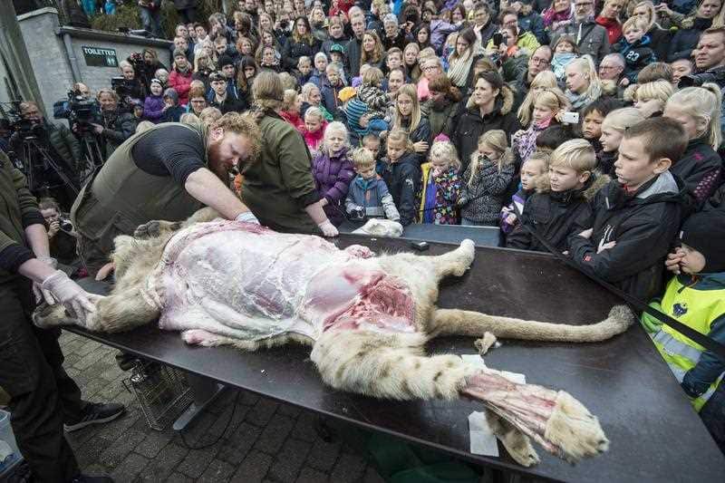 Children reacts to the dissection of a dead male lion in the zoo, in Odense Denmark.