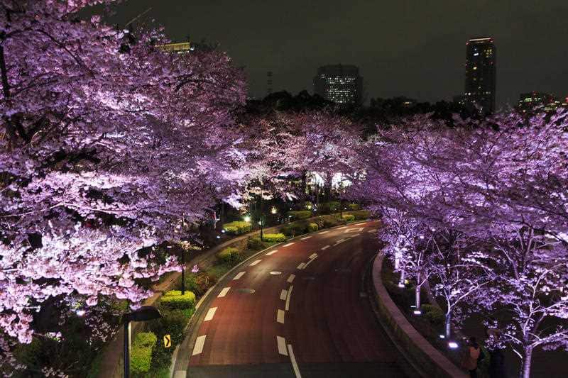 Cherry blossoms in full bloom are illuminated in Roppongi Midtown on April 1, 2016, Tokyo, Japan. (AP)