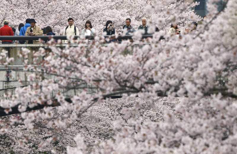 People admire cherry blossoms in Tokyo, Sunday, April 3, 2016. People all over the country go out to see cherry blossoms this weekend. (AP)