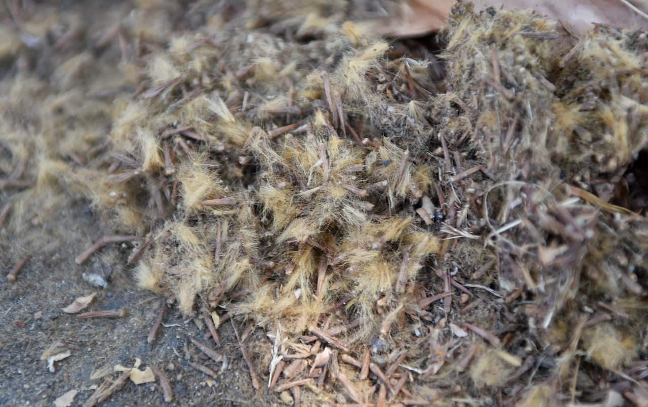 Pollen in Melbourne, 2016.