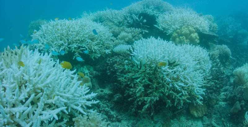 This image shows the Great Barrier Reef suffering mass bleaching for a second year in a row at Vlassoff Cay, near Cairns, 2017.