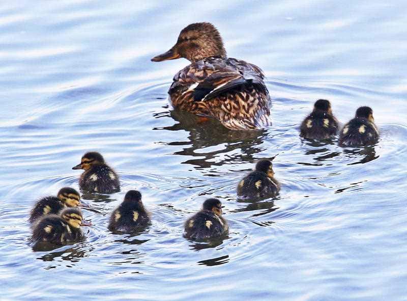A mother duck with her ducklings. (Stock Image)