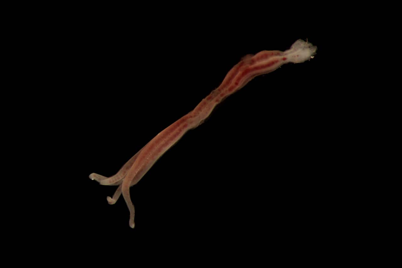 A supplied undated image obtained Saturday, June 17, 2017 of a Zombie worm Osedax.