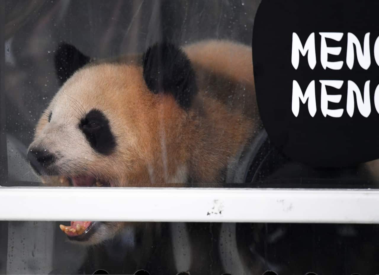 The Chinese giant panda, "Meng Meng" (Little Dream) looking out of its transportation box in the cargo terminal of Schonefeld Airport 